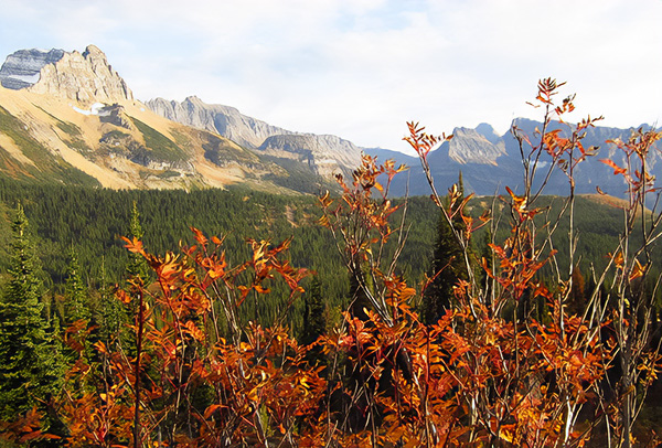 Mountains and Foliage